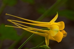 Yellow Columbine Profile Ladybird Johnson Wildflower Center Austin, Texas