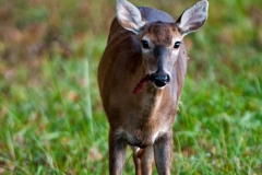 Cades_Cove_White_tailed_Deer_Smoky_Mountains_National_Park