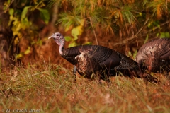 Cades_Cove_Wild_Turkey_Smoky_Mountains_National_Park