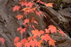 Little_River_Road_Plant_Great_Smoky_Mountains_National_Park