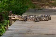 Alligator-to-cross-the-bridge-or-not