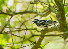 Black-and-White-Warbler