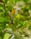 Blackburnian-Warbler