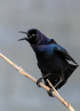 Boat-tailed-Grackle