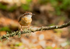 Carolina-Wren