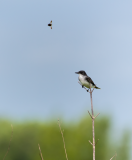 Eastern-Kingbird-and-Bumble-Bee