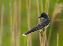 Eastern-Kingbird