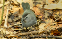 Gray-Catbird