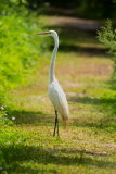 Great-Egret-Watching-the-Photographers