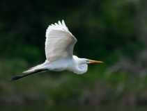 Great-Egret-on-the-Wing