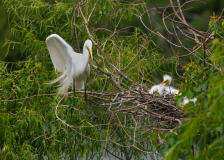 Great-Egret-with-Nestling