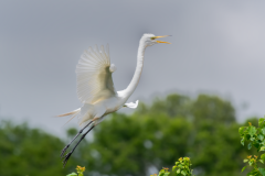 Great-Egret