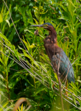 Green-Heron