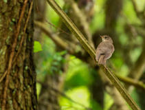 Hermit-Thrush