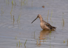 Long-billed-Dowitcher