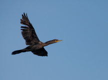 Neotropic-Cormorant