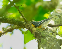 Northern-Parula