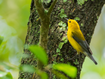 Prothonotary-Warbler-on-Tree