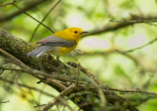 Prothonotary-Warbler