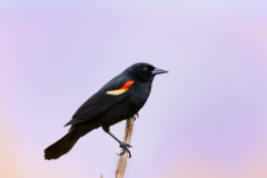 Red-winged-Blackbird