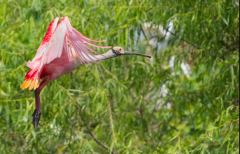 Roseate-Spoonbill-Coming-in-for-a-Landing