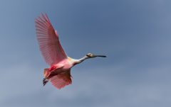 Roseate-Spoonbill-on-the-Wing