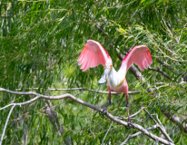 Roseate-Spoonbill