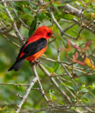 Scarlet-Tanager