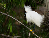 Snowy-Egret-Displaying