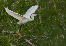 Snowy-Egret-on-the-Wing