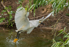 Snowy-Egret-with-a-Fish