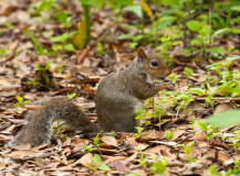 Squirrel-having-breakfast