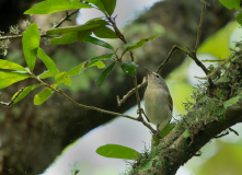 Tennessee-Warbler