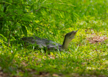 Texas-Spiny-Softshell-Turtle