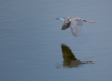 Tricolored-Heron-on-the-Wing