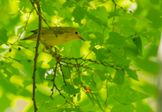 Yellow-Warbler