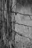 Barbed Wire Fence - Baker Preserve Austin, Texas