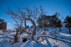 Dead Tree Mammoth Hot Springs Yellowstone