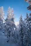 Ghost Trees with Heavy Snow Norris Basin Backlit Yellowstone