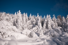 Ghost Trees with Heavy Snow Norris Basin More Yellowstone