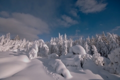 Ghost Trees with Heavy Snow Norris Basin Yellowstone