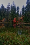 Hoh Rain Forest Entrance Pond Olympic National Park Washington HDR