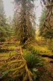 Hoh Rain Forest Olympic National Park Fallen Tree Hall of Mosses