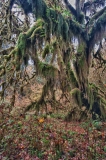 Hoh Rain Forest Olympic National Park Washington Tree Hall of Mosses HDR