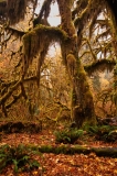 Hoh Rain Forest Olympic National Park Washington Tree Two Hall of Mosses HDR