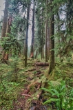 Hoh Rain Forest Olympic National Park Washington Trees Hall of Mosses HDR