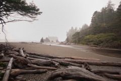 Kalaloch Beach Rain Storm Found Three Bald Eagles Perched to the Right of the Frame Olympic National Park Washington