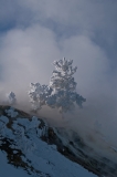 Mammoth Hot Springs Ghost Tree Yellowstone