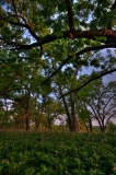 Pecan Bottom South Llano River State Park