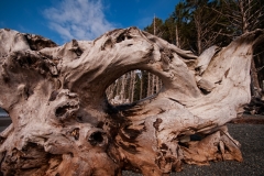 Rialto Beach Olympic National Park Washington Driftwood